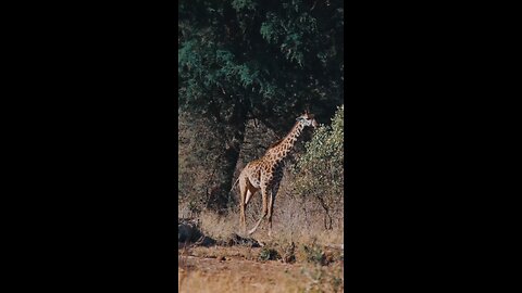 videos of the giraffe