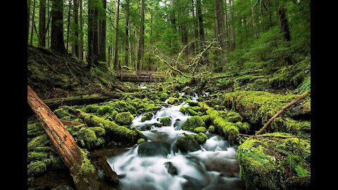 Into The Nature - Cinematic video