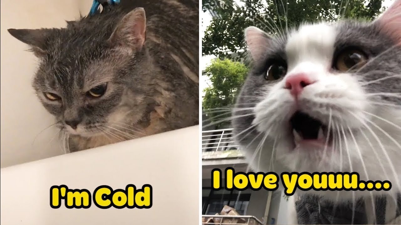 OMG! These Cats Can Speak English! - I'm Cold, I Love You - Cat Language