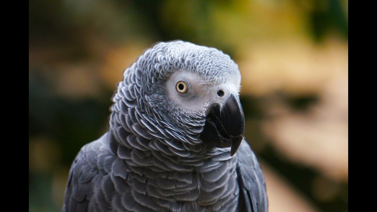 10 Foods that are POISONOUS to Birds! Foods TOXIC to Parrots!