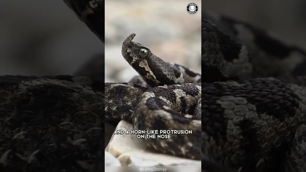 Nose-Horned Viper 🐍 Europe's Most Dangerous Snake!