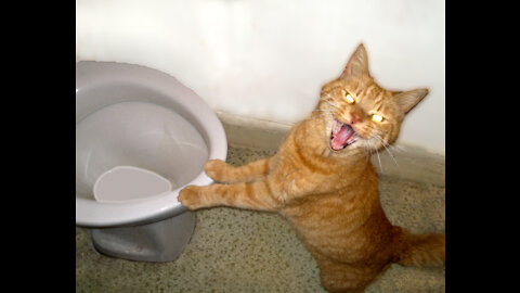 Funny Cats Will Make You Laugh NEW 2012 (Funny Cat Compilation)
