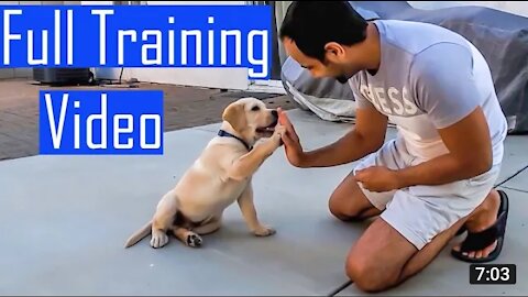 FREE DOG TRAINING SERIES – Lesson 1: how to teach your dog to sit and drop