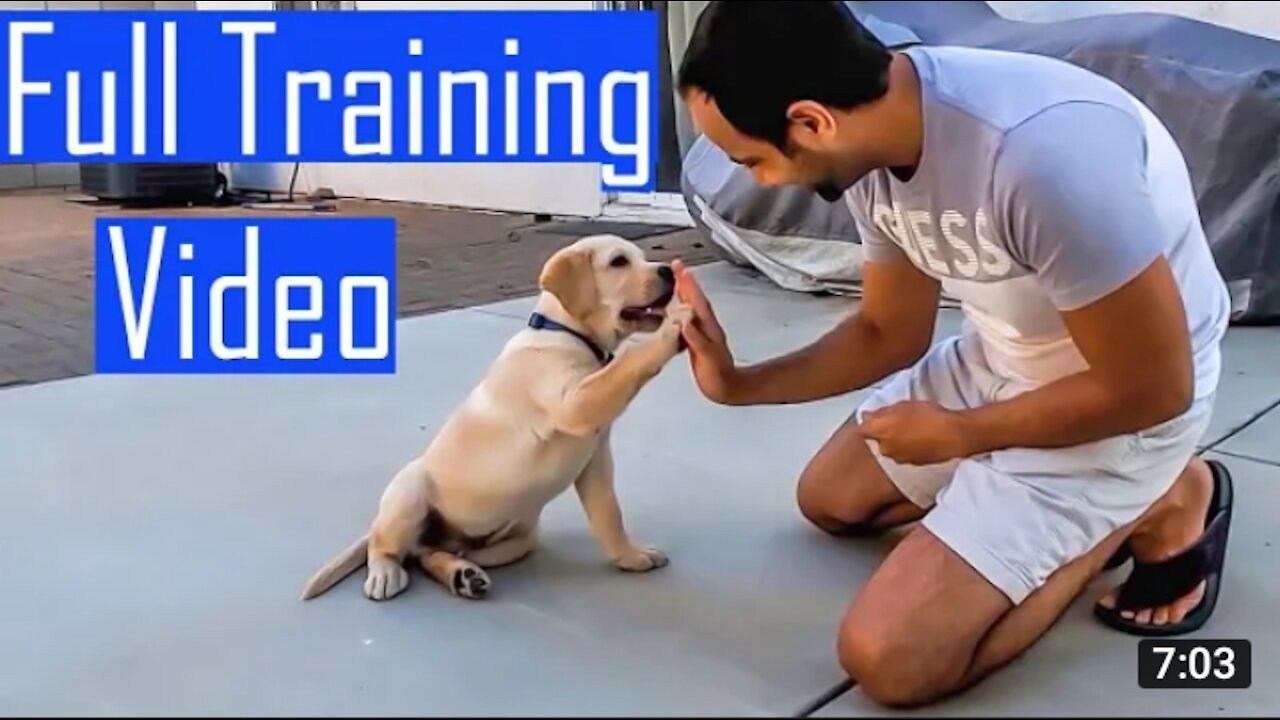 FREE DOG TRAINING SERIES – Lesson 1: how to teach your dog to sit and drop