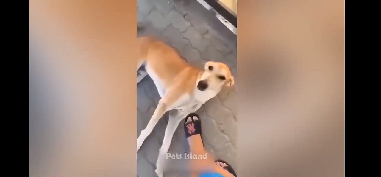 Funny dogs reaction 🤣😂🤣😂 moments