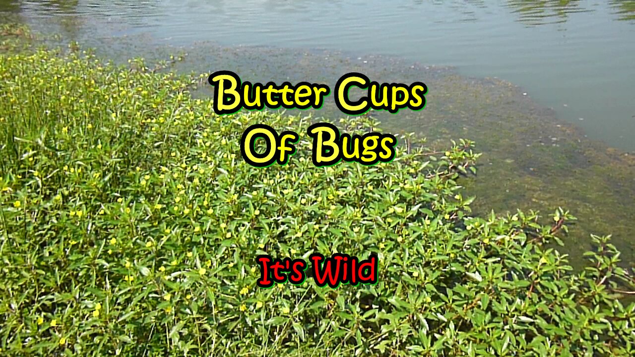 Butter Cups Of Bugs