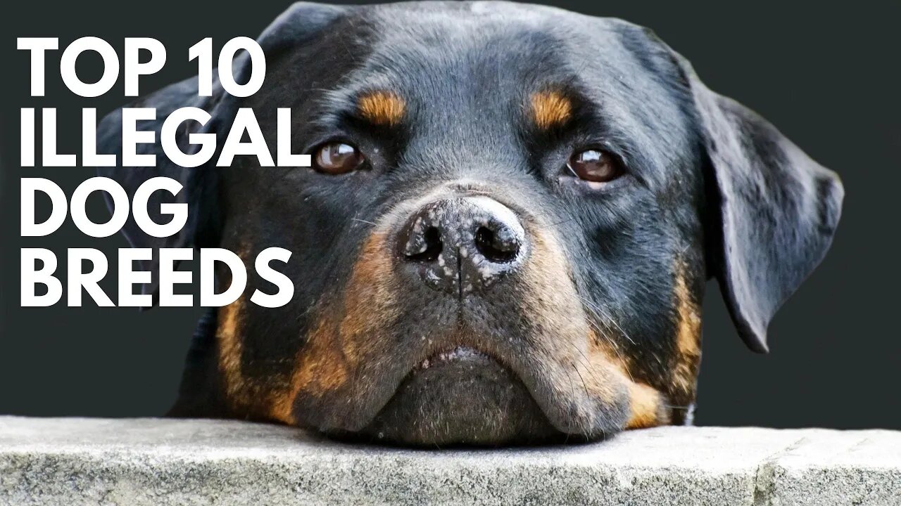 The most banned dog breeds in the world | It is Illegal to own any of these dog breeds