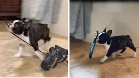 Cute doggo carries the most random things in its mouth from one room to another