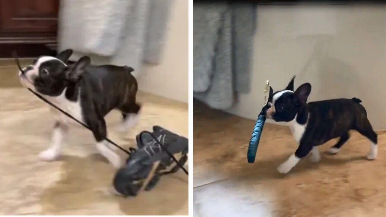 Cute doggo carries the most random things in its mouth from one room to another