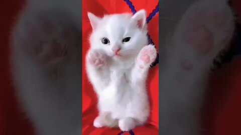 Cutest Tiktok Cat 🐈#cute #funnyanimals #funnyvideos #tiktok #cat 2022