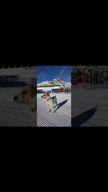 A Jack Russell in snow