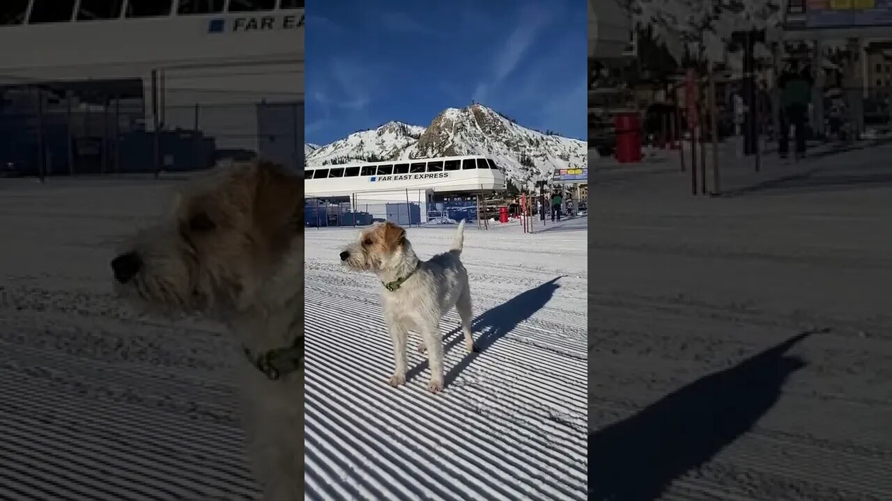 A Jack Russell in snow