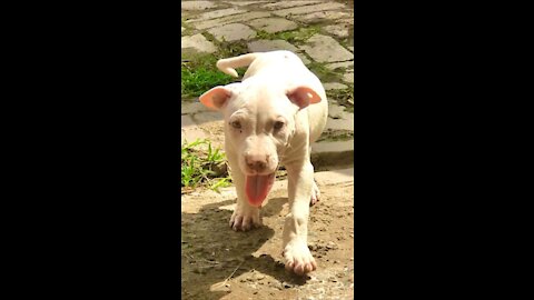 My little cute puppy playing and eating at home