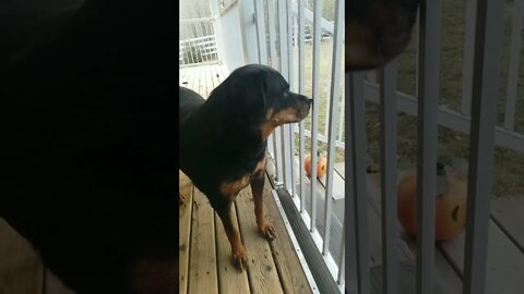 Rottweiler Such A Sweet Happy Girl 💖💞 #rottweiler #shorts