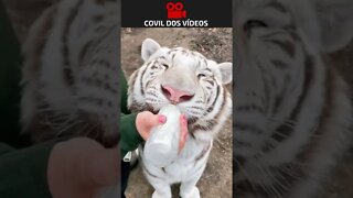 FILHOTE DE TIGRE MAMANDO