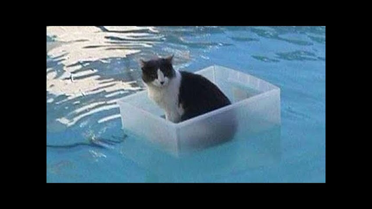 VERY FUNNY VIDEO! Look for the end! So funny Cats!!!!