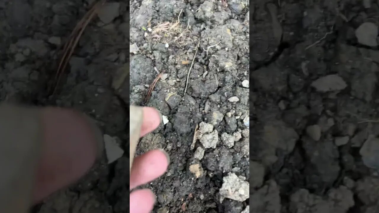 Finding strange bone!