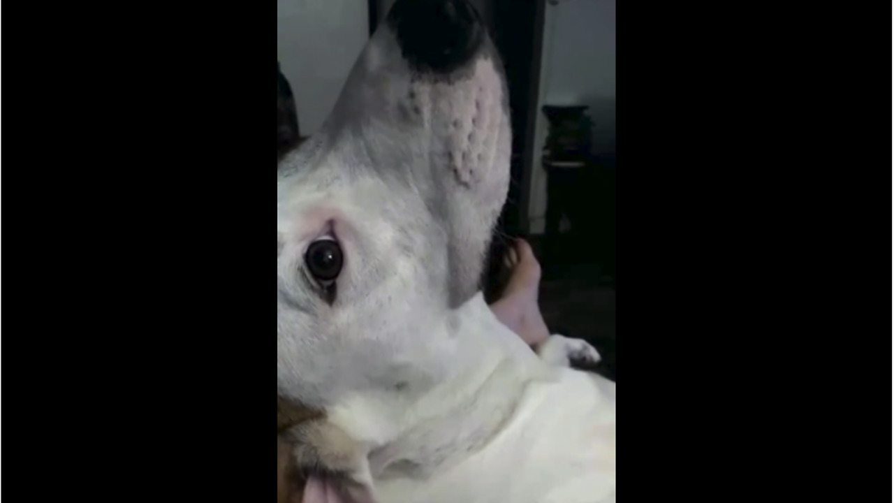 Vocal doggy can't stop making funny noises