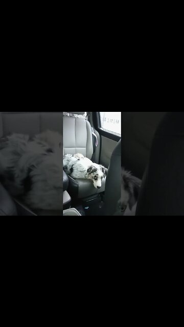 #hello from #skydemonairpirates and the #aussie #puppy