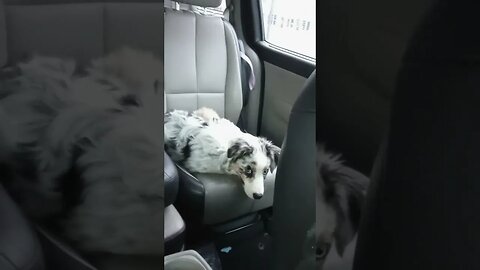 #hello from #skydemonairpirates and the #aussie #puppy