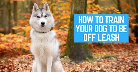 HOW YOU CAN SAFELY TRAIN YOUR DOGS COMPLETELY OFF LEASH