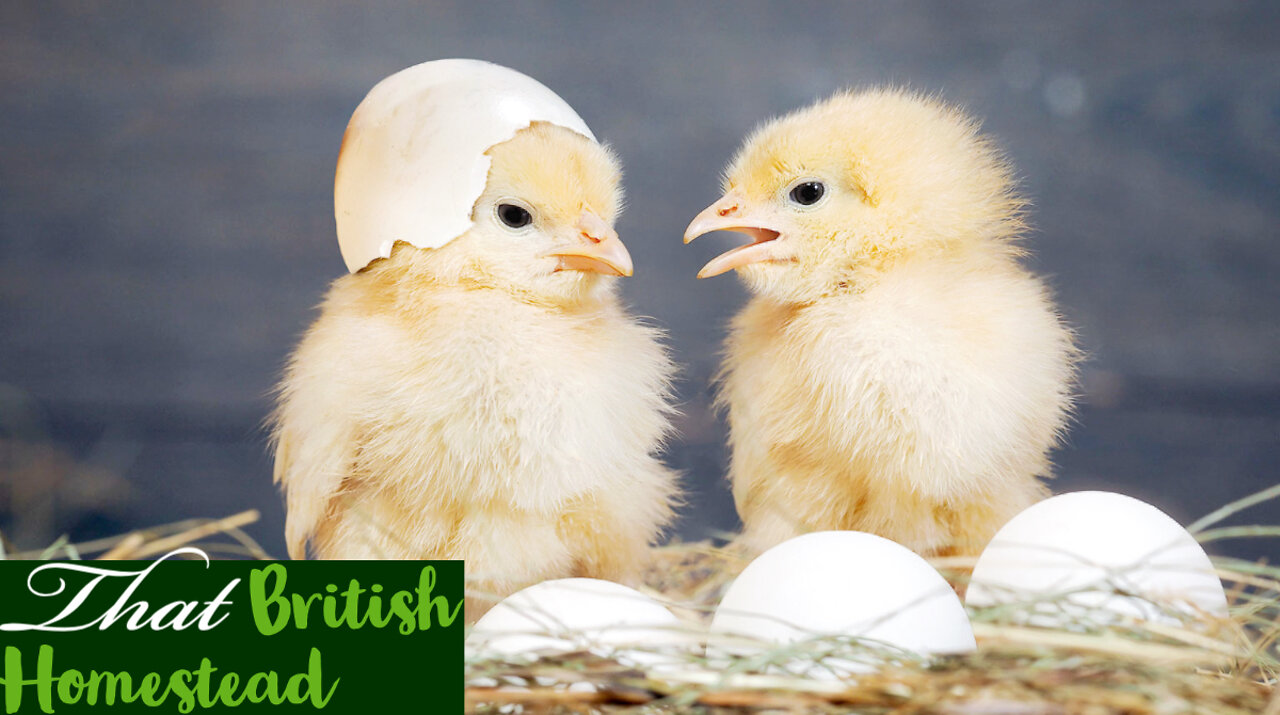 Our baby chicks hatching catch on tape: Easter is here!