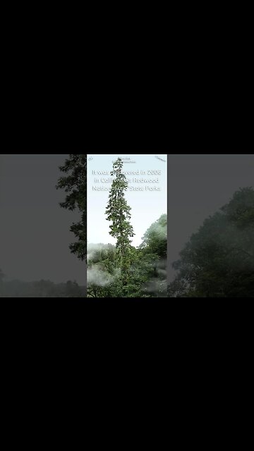 The tallest tree ever