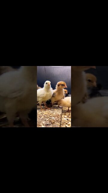 Our baby chicks are growing fast!