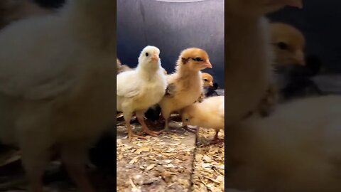 Our baby chicks are growing fast!