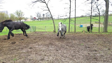 Horses unhappy about being separated from herd mates