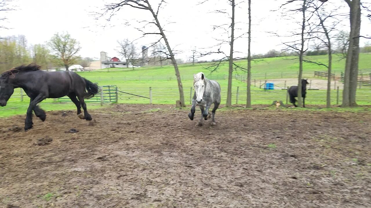 Horses unhappy about being separated from herd mates