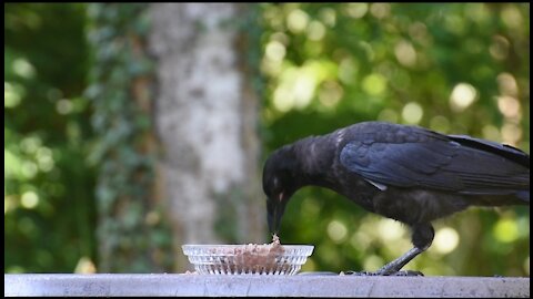 A crow is like a parrot