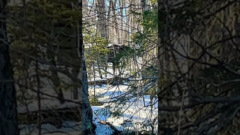 First moose at Algonquin Park.