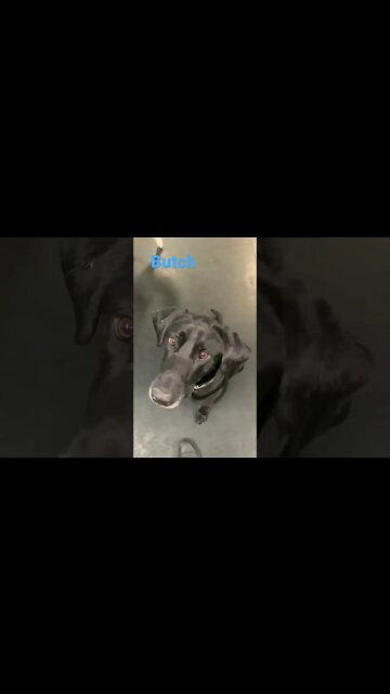 [Shorts 0148] BUTCH [#dogs #doggos #doggies #puppies #dogdaycare]