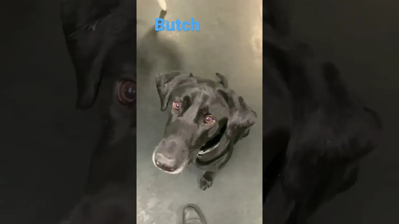 [Shorts 0148] BUTCH [#dogs #doggos #doggies #puppies #dogdaycare]