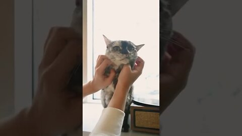 Cute cat he like this massage 😽😻|| #shorts #shortsfeed #youtubepets&_animals