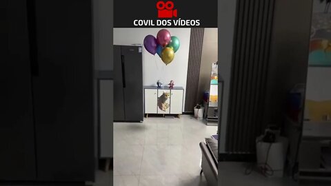 a gato dos balões