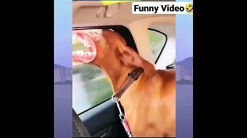 funny shorts __ funny dog videos __ funny