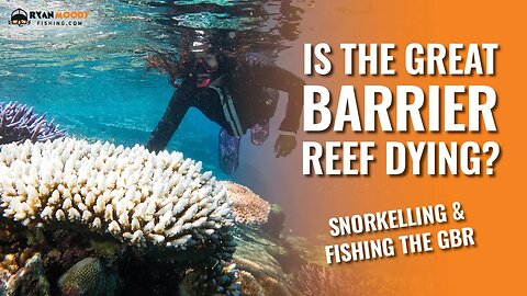Is the Barrier Reef Dying? Fishing and Snorkelling the GBR.