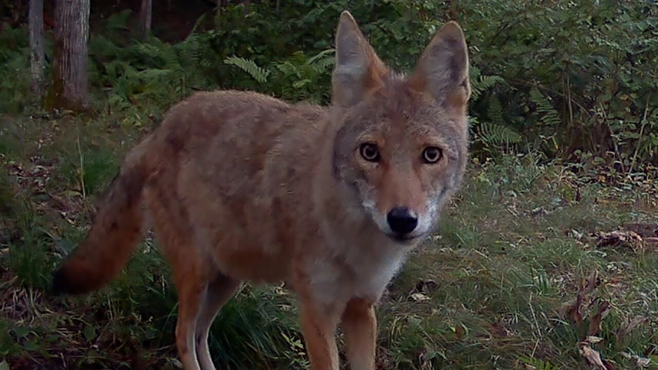 Bucks, Bobcats, and Coyotes.