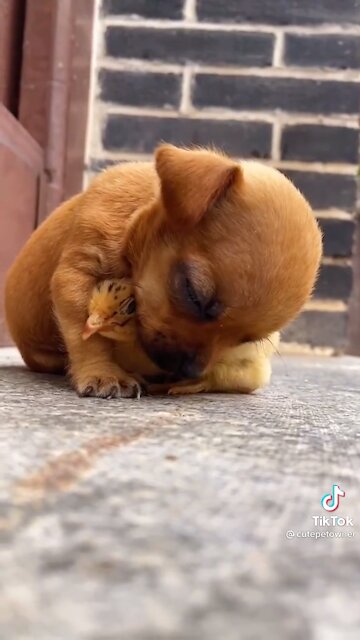 Cute dog relationships