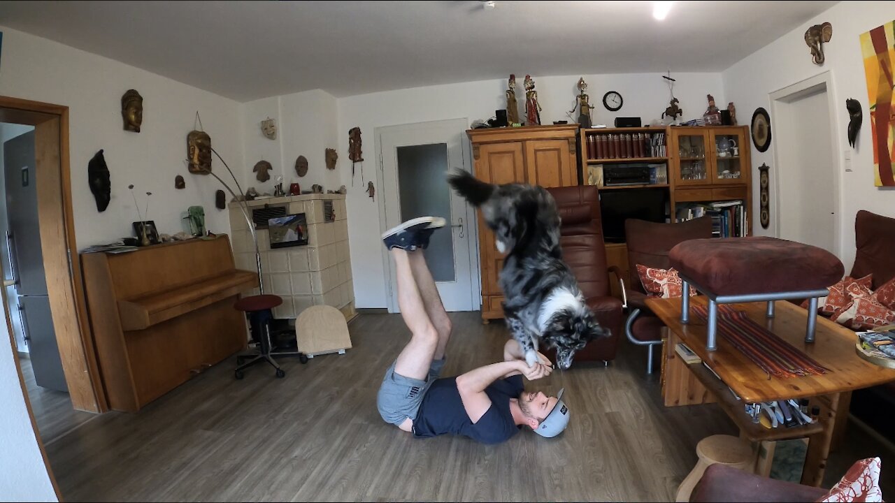 Australian Shepherd Performs Challenging Trick Combination