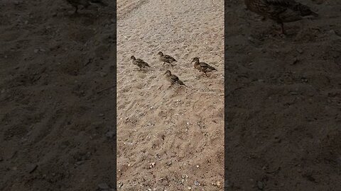 The Ducks of Loch Lomond Scotland #shorts #relaxingmusic #nature