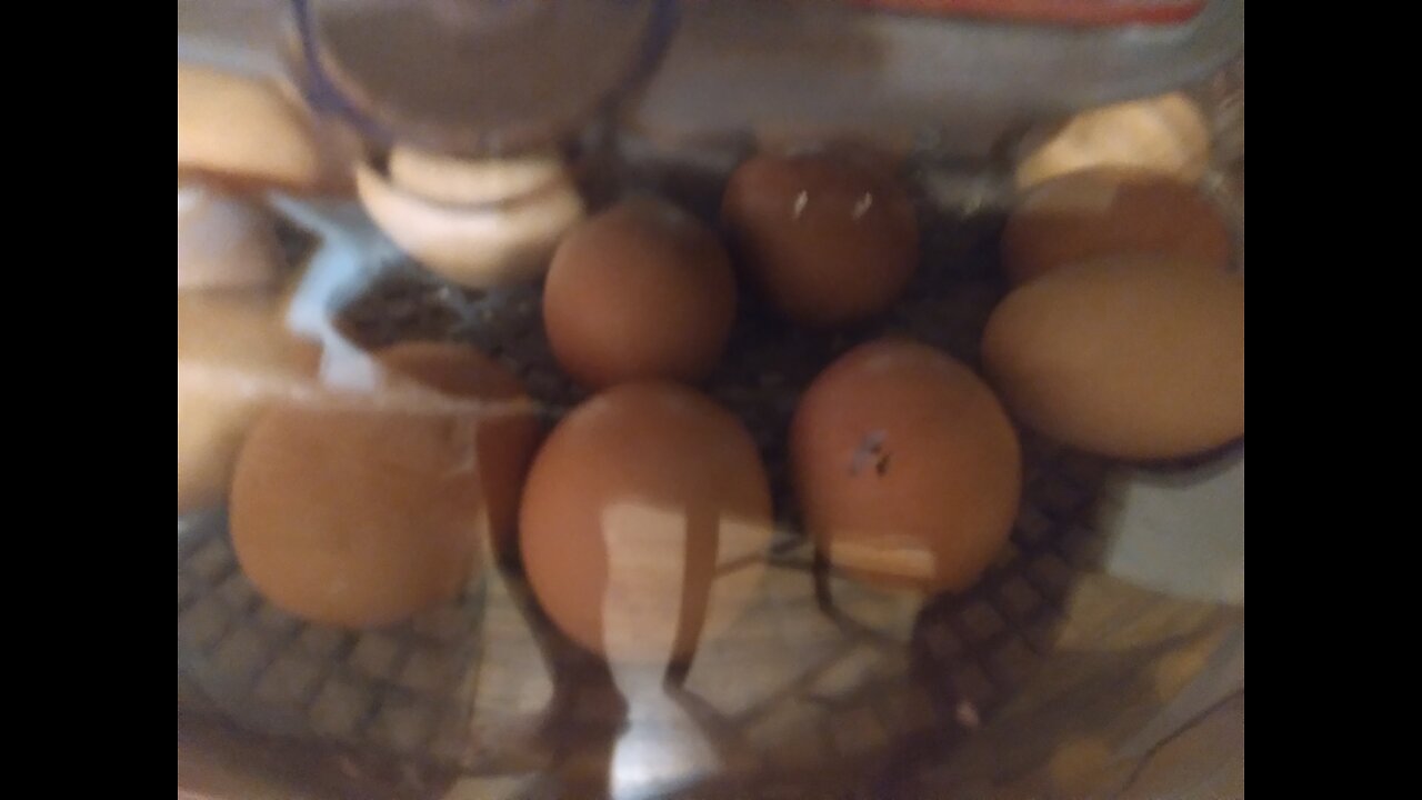 Hatching Chicken Eggs