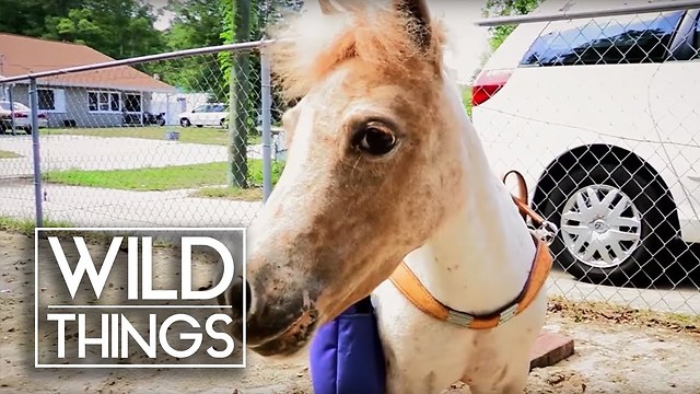 The Guide Pony For Blind People | Wild Things