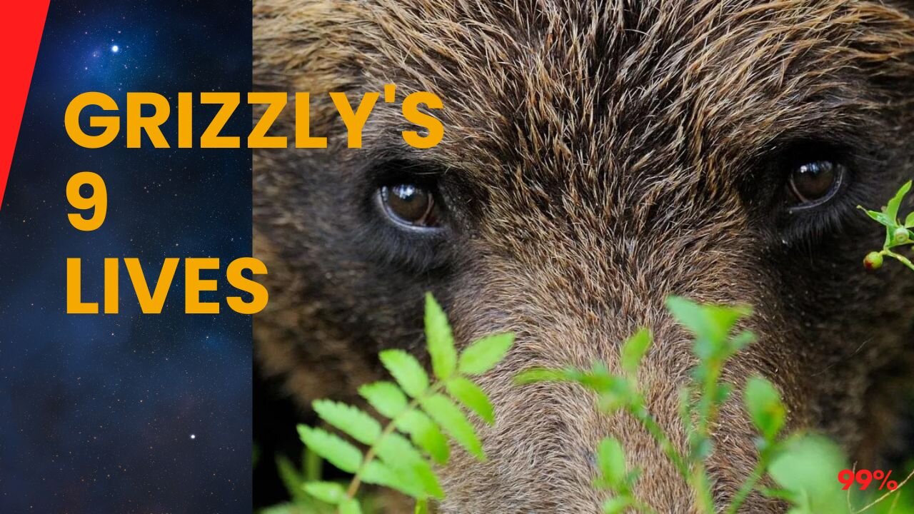 Grizzly's Revenge: Survives 9 Shots, Attacks Back