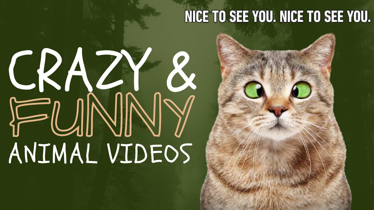 Funniest Animals 2024 😂 New Funny Cats and Dogs videos 🐱😍 Part 1