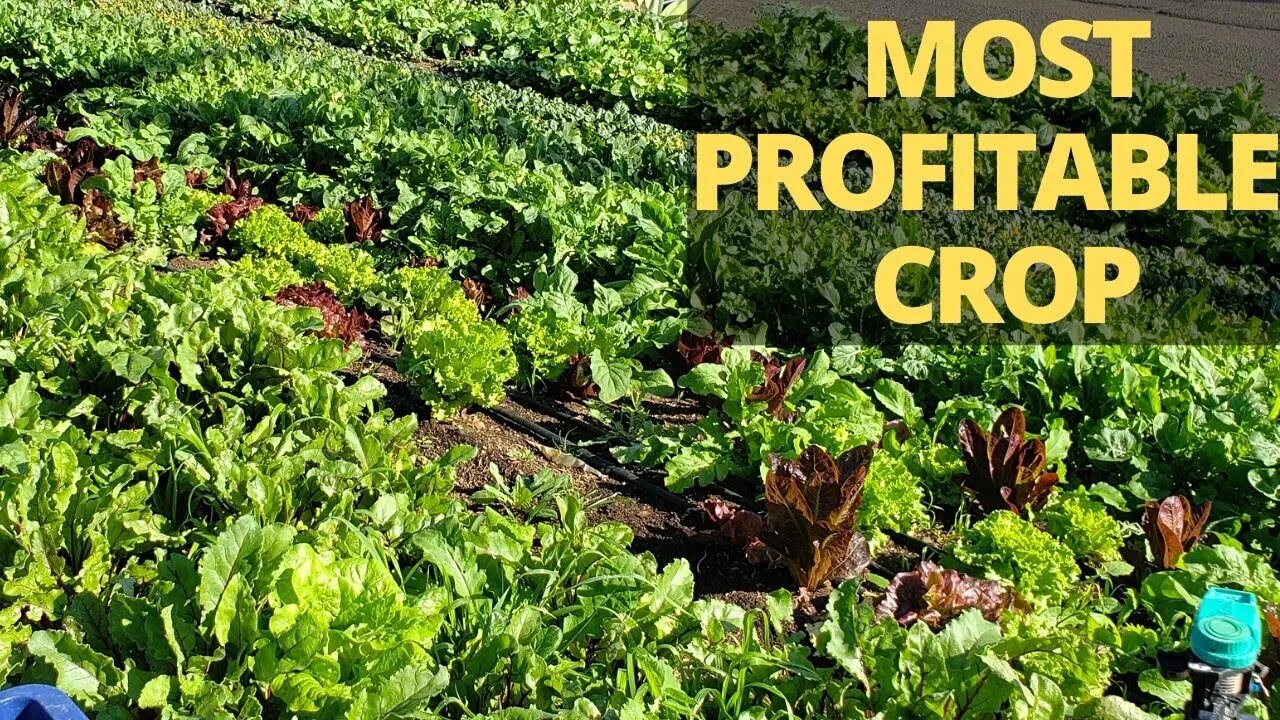 Most Profitable Crop: Salad Mixes & Baby Greens