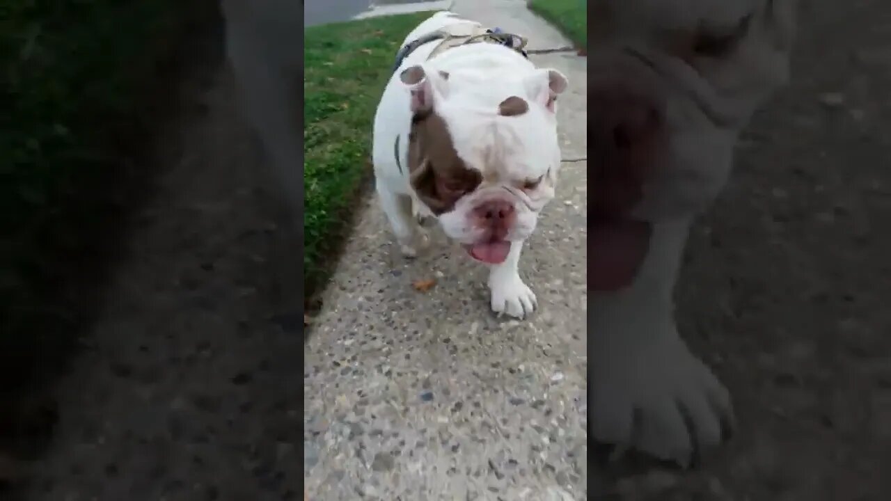 WARNING!!! RUNAWAY! ENGLISH BULLY!!! (sortakinda)