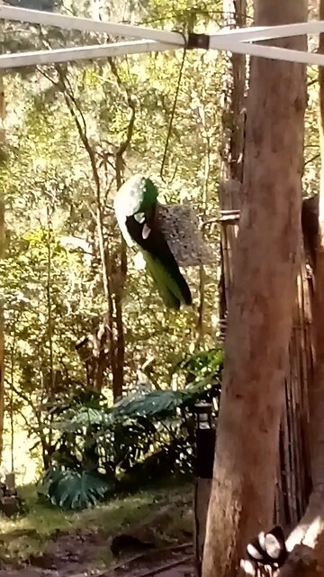 I Saw A Pretty Girl In Green Today 💕🦜🌻💚
